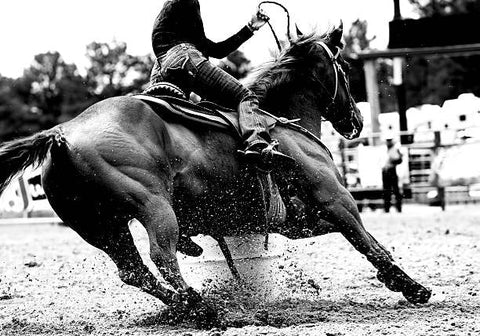 Cordyceps and Tissue Repair: What the Science Suggests for Equine Wellness