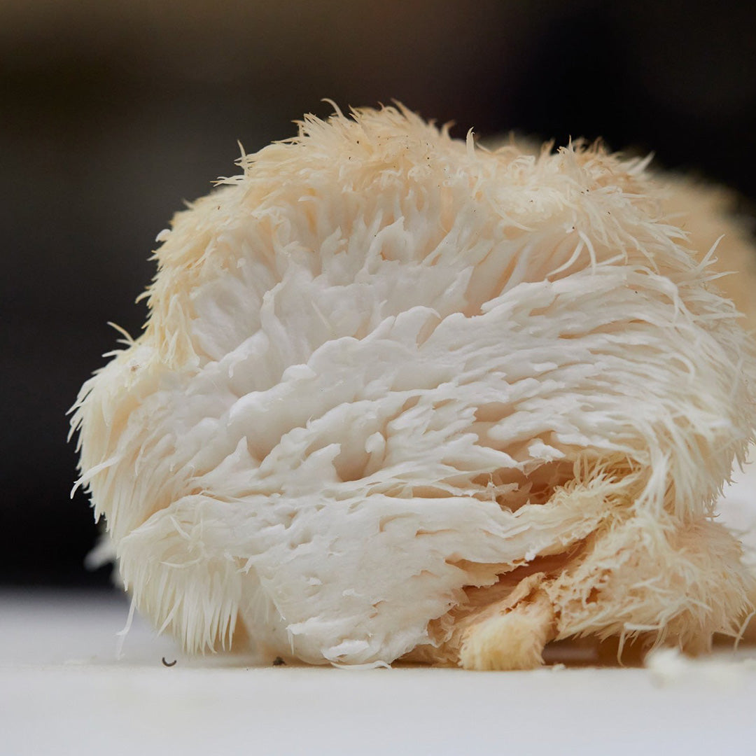 Lion's Mane Mushrooms