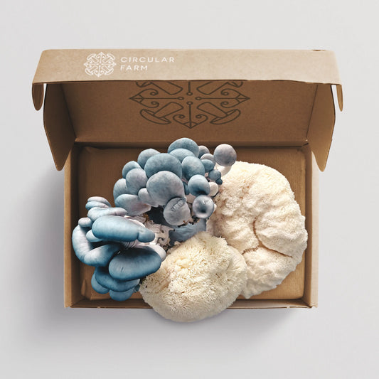 Small Mixed Mushroom Box