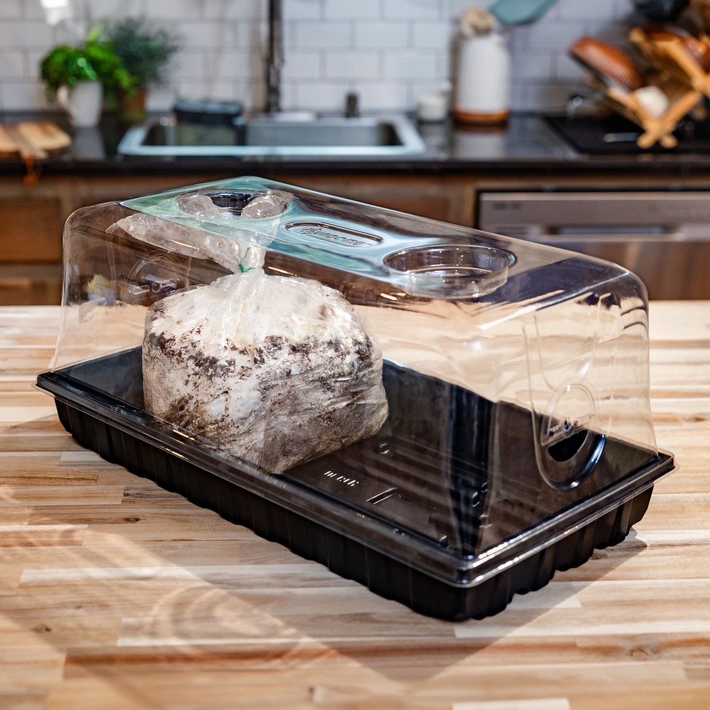 Mini Mushroom Fruiting Chamber