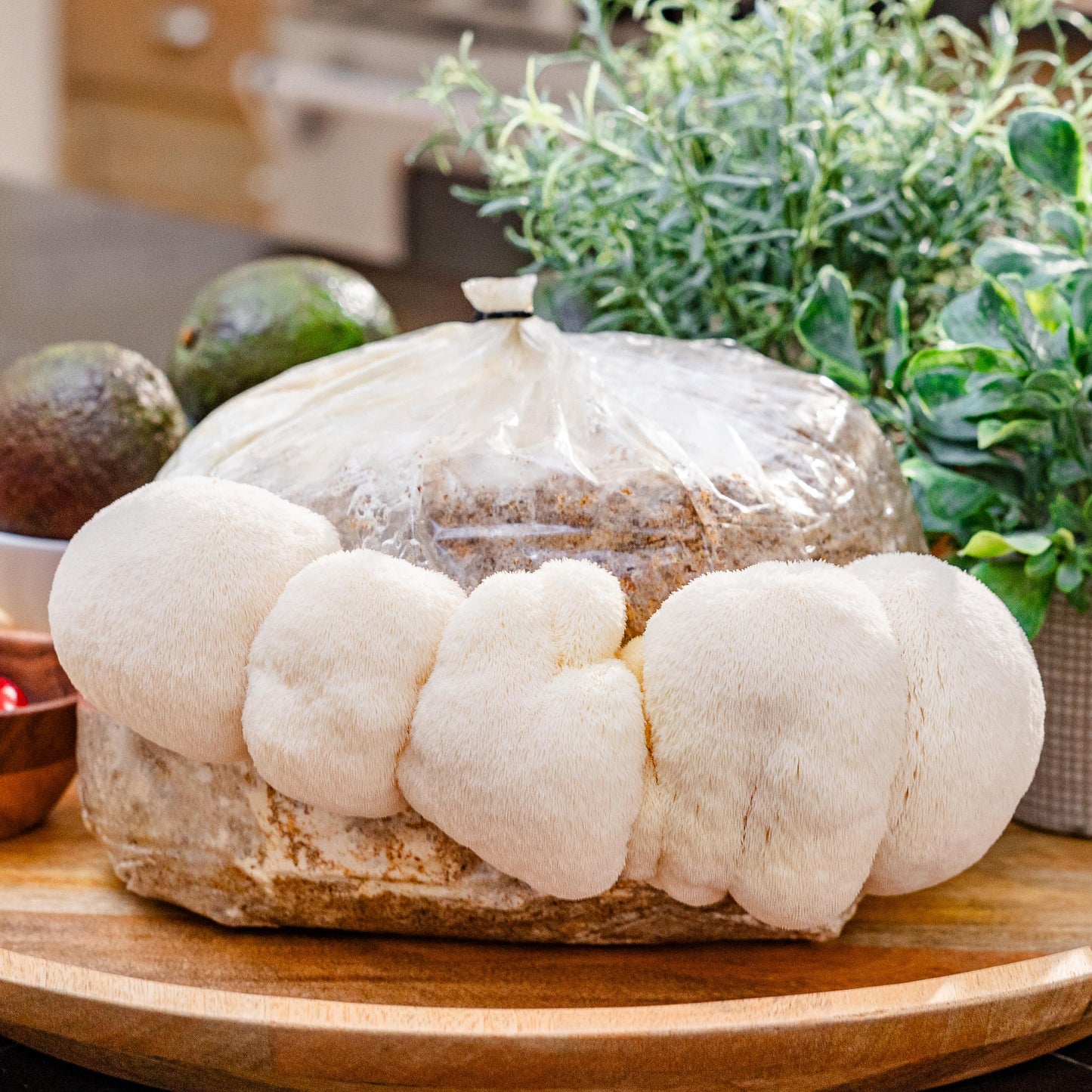 Lion's Mane Mushroom Grow Kit