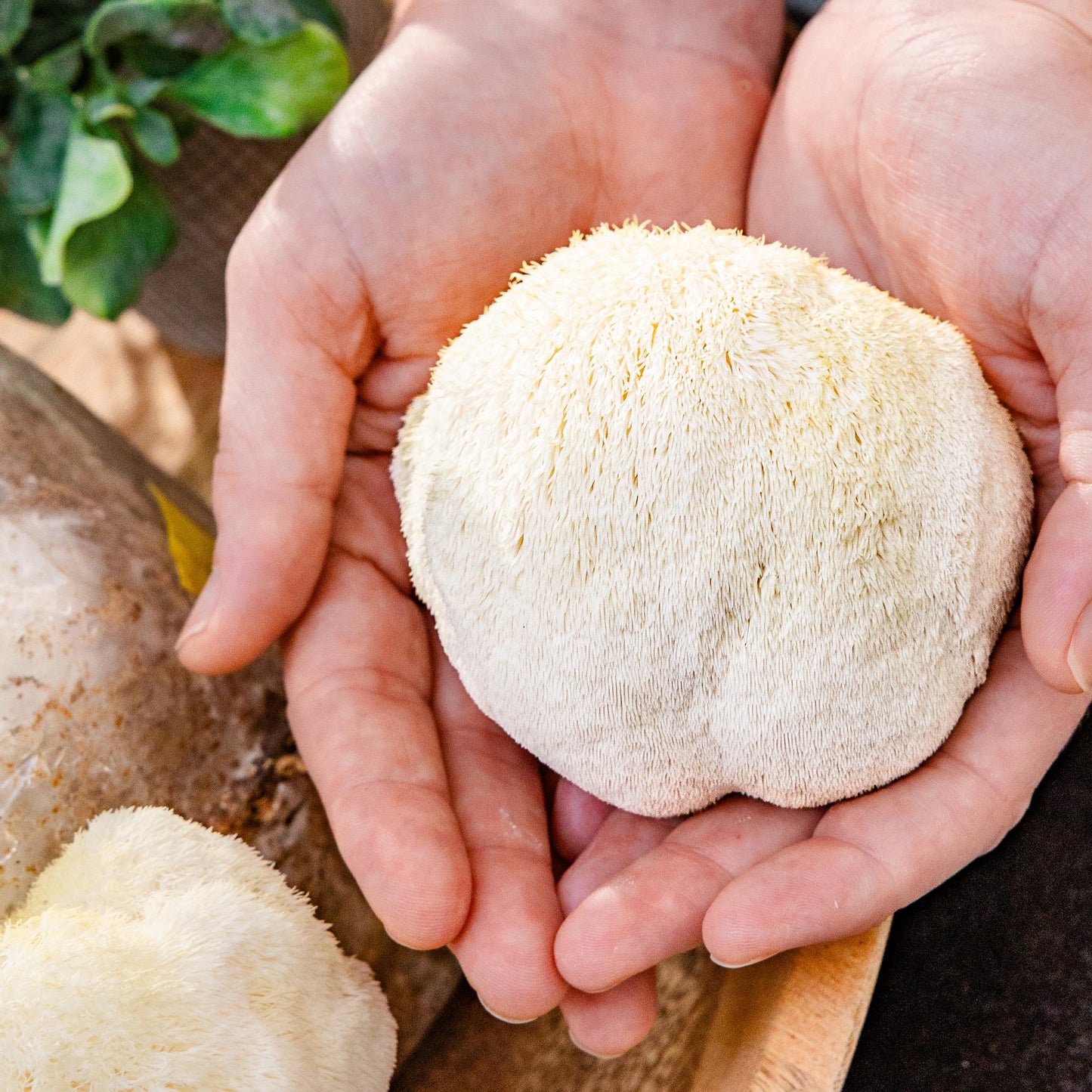 Lion's Mane Mushroom Grow Kit