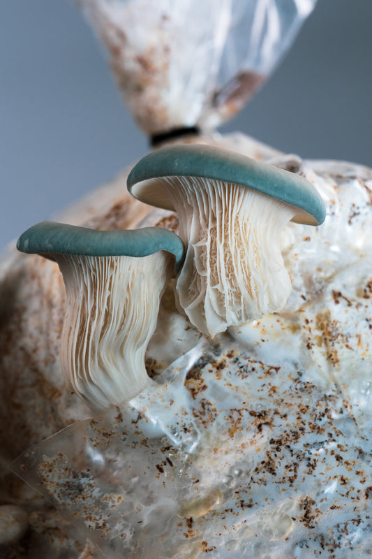 Image of mushrooms in the mushroom growing process 