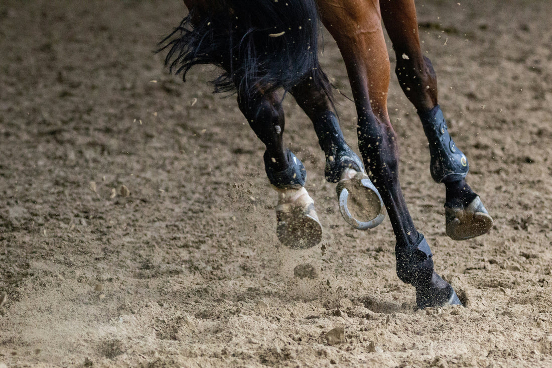 Can Cordyceps Help Performance Horses Go Farther and Recover Better? What One Study Suggests
