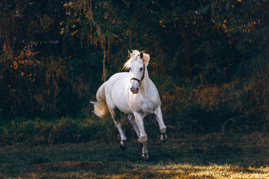 Lion’s Mane and Myelin Health: Why It Matters for Horses Recovering from Neurological Stress