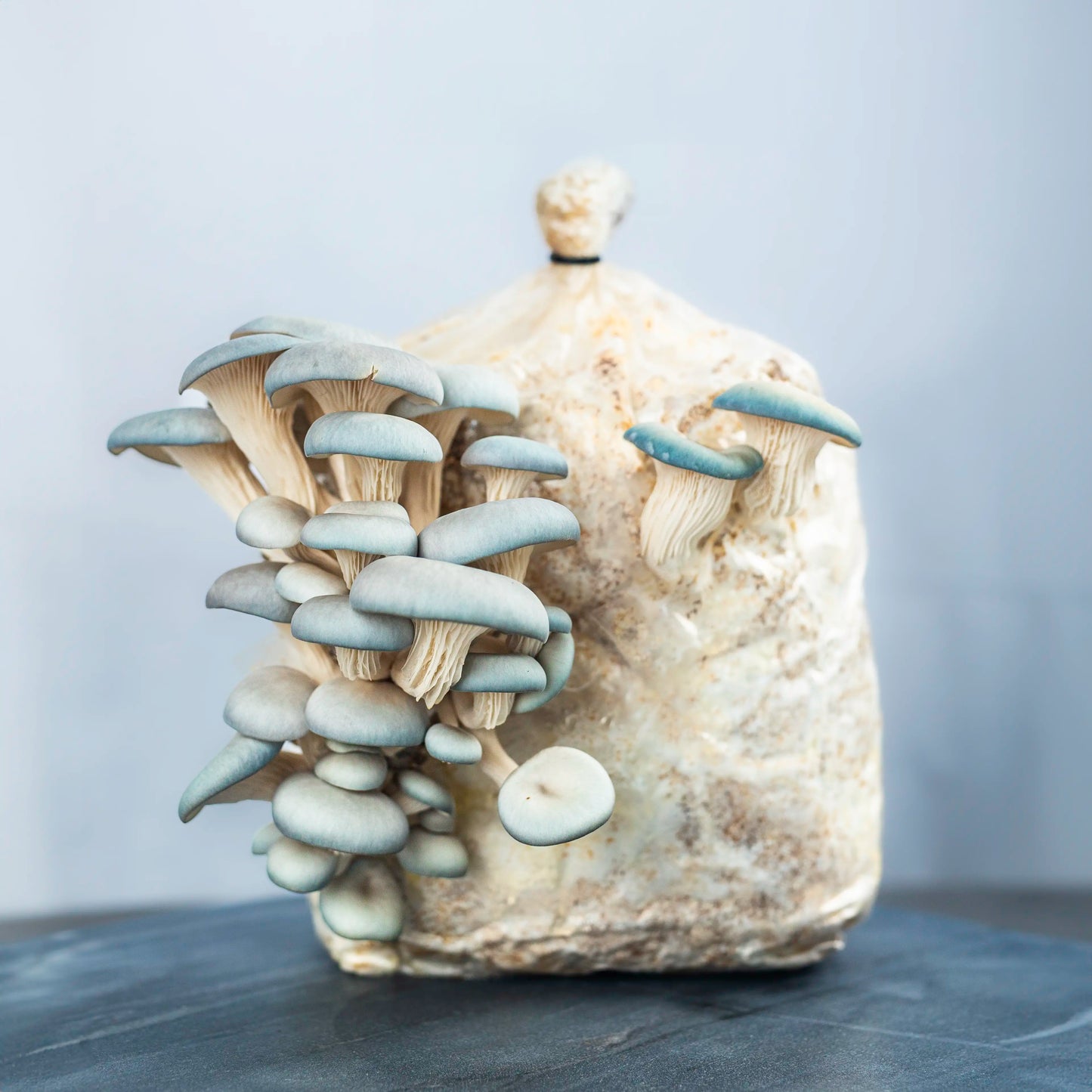 Blue Oyster Mushroom Fruiting Kit