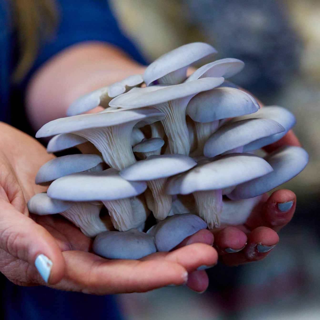 Blue Oyster Mushroom Grow Kit