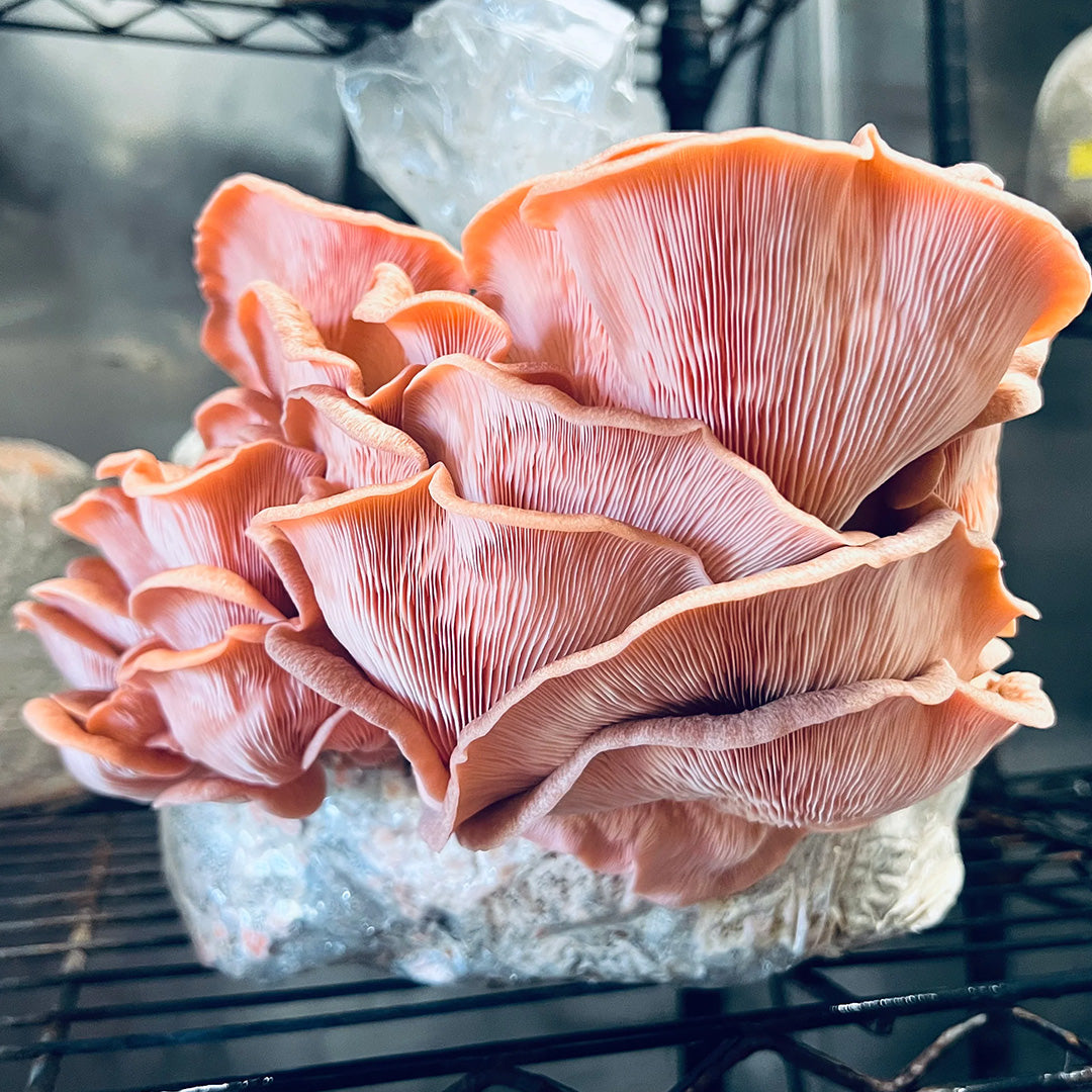 Pink Oyster Mushroom Grow Kit