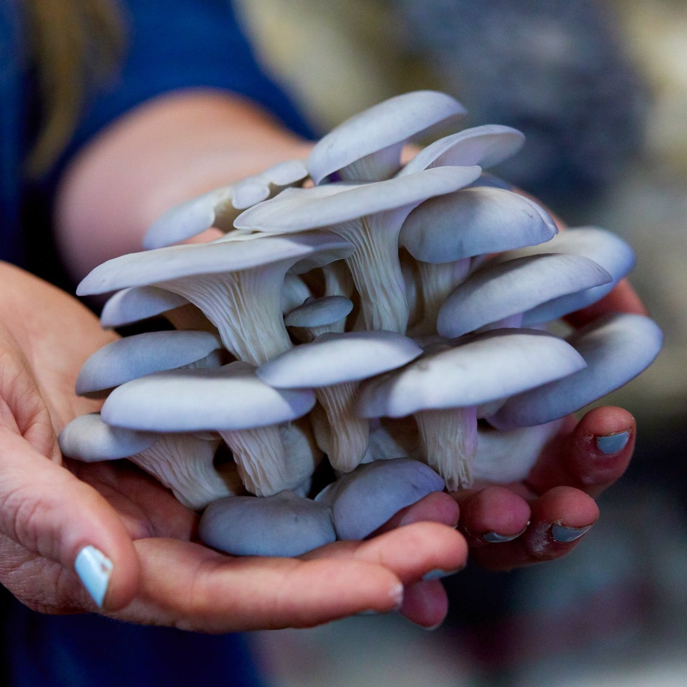 Cluster of fresh blue oyster mushrooms with velvety caps, exhibiting their distinct blue-gray color.